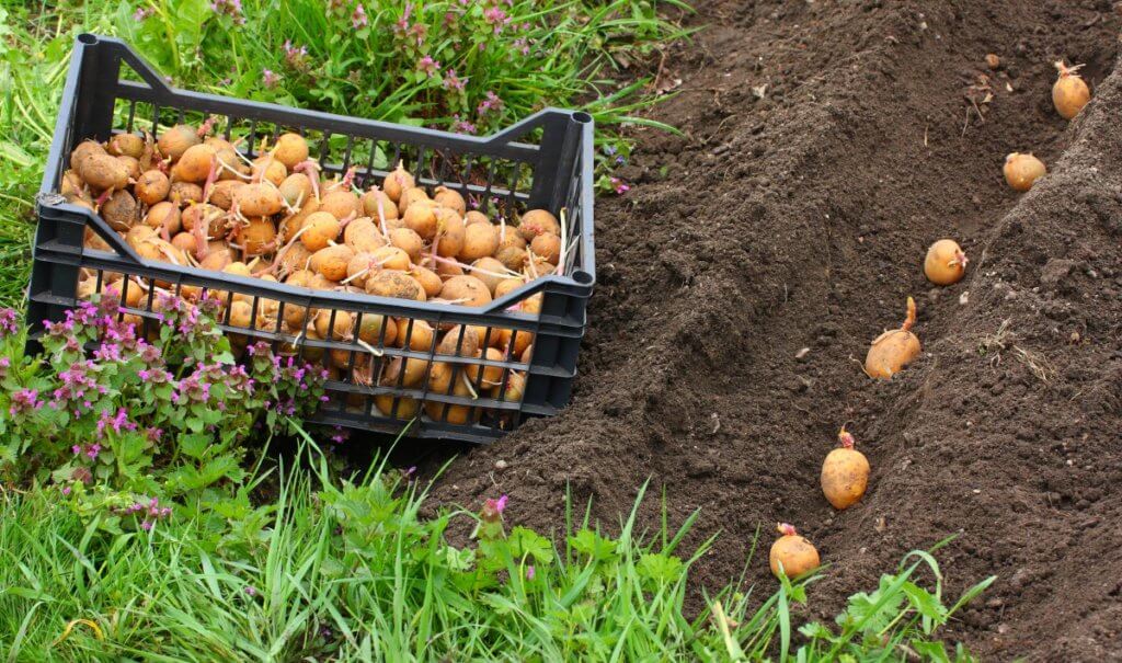 Посадка картофеля в июле выбор сортов