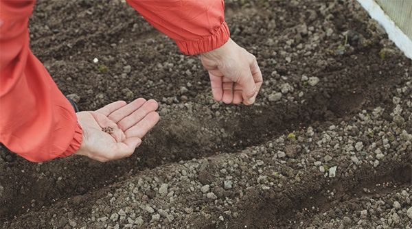 Как когда сажать редиску Как когда сажать редиску
