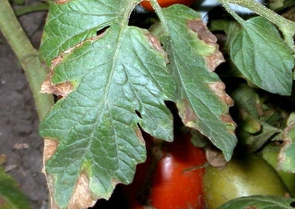 Макроспориоз или сухая пятнистость на листе томата