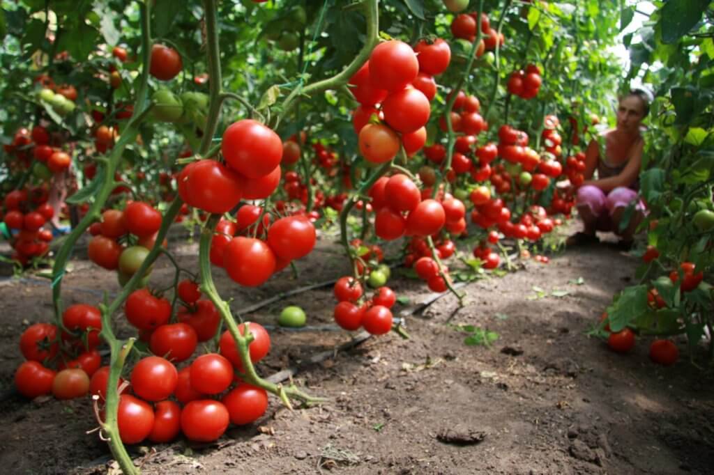 Урожай томатов в открытом грунте
