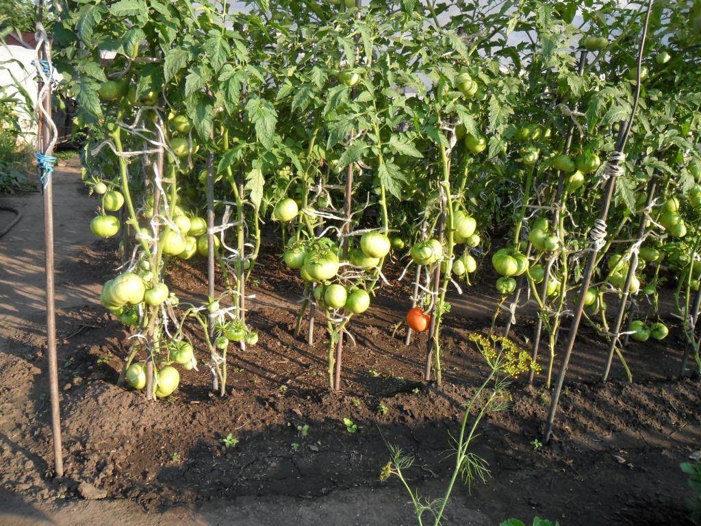 Индетерминантные помидоры в открытом грунте