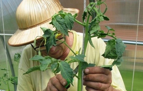Нехватка магния у томатов фото листьев лечение
