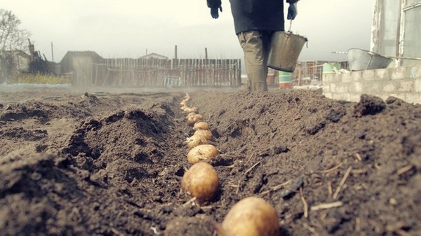 Посадка картофеля в почву