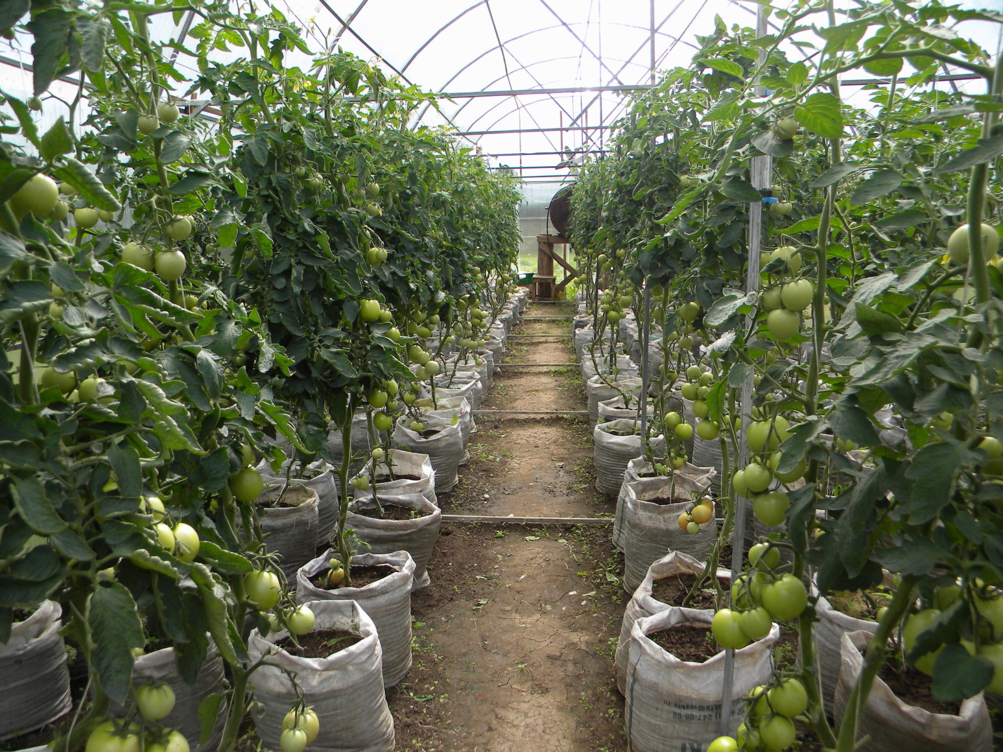Пример выращивания помидоров в теплице