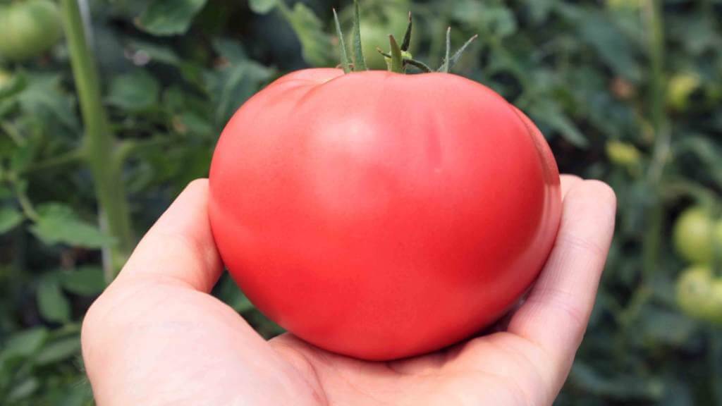 Крупный плод томата розового в руках