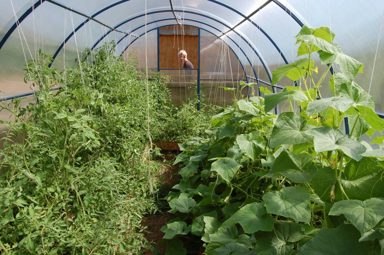 Выращивание огурцов и помидоров в теплице