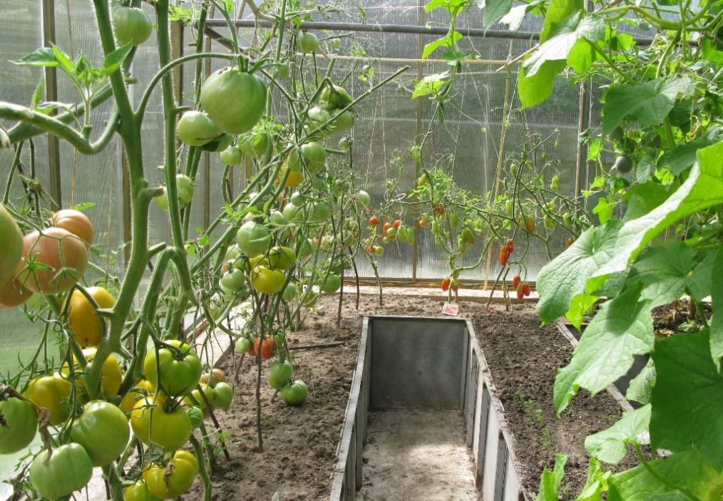 Выращивание помидоров в хорошо проветриваемой и освещенной теплице