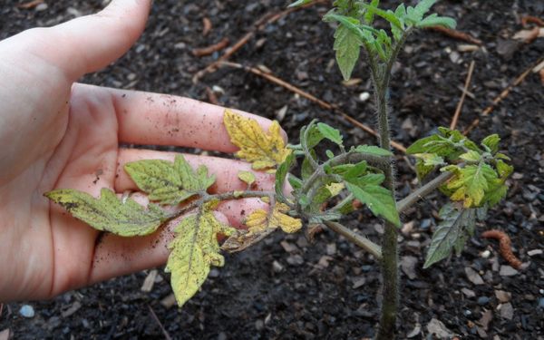 Повреждение корней может спровоцировать пожелтение листьев томата