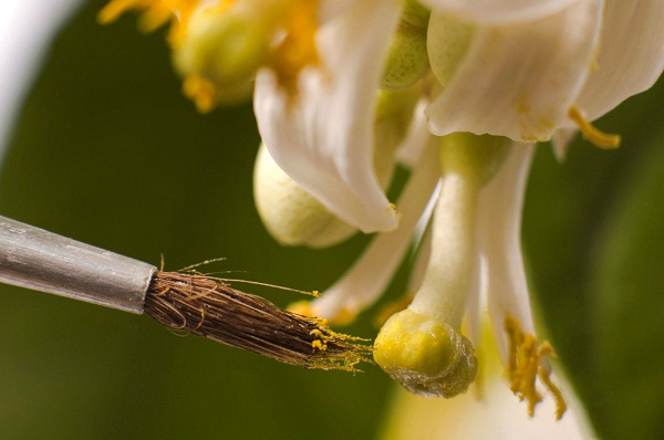 Осторожное опыление женского цветка огурца кисточкой