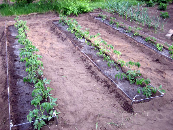 Обильный полив и подкормка томатов в открытом грунте