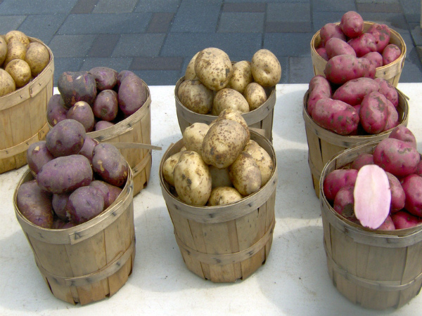 Семенные клубни картофеля, выращенные из семян