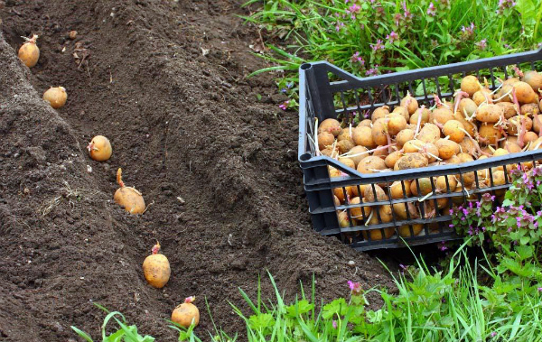 Традиционный способ посадки картофеля в грунт