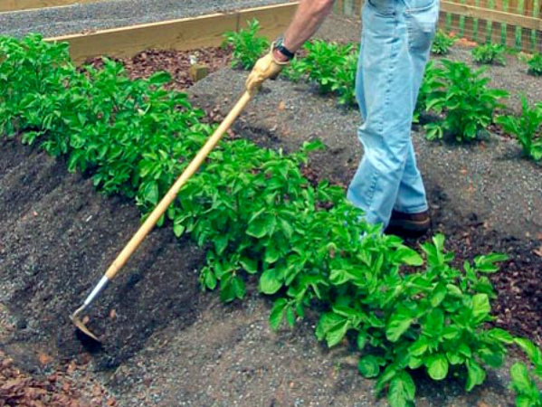 Рыхление почвы и окучивание картофельных грядок