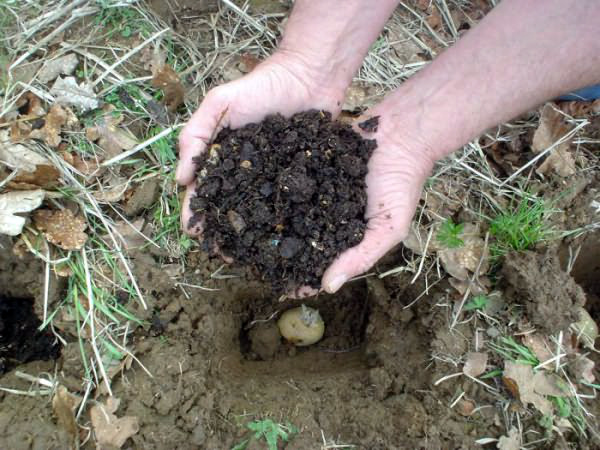 Удобрение картофеля при посадке органикой