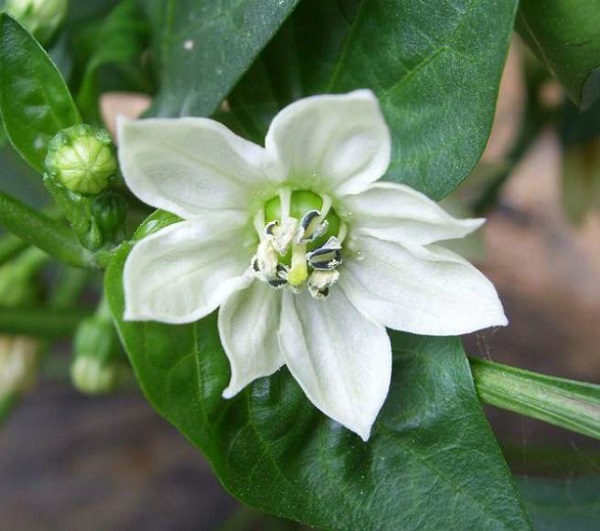 Белый цветок перца