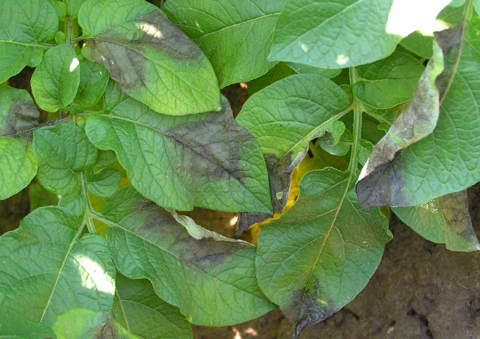 Фитофтороз на листьях картофеля