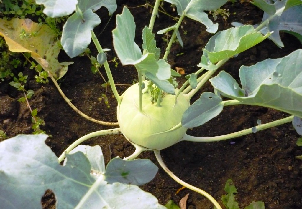 Выращивание капусты Кольраби на огороде