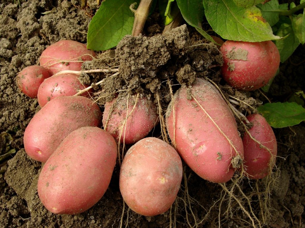 Урожай картофеля на огороде