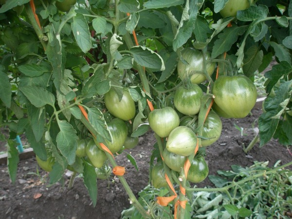 На каком расстоянии сажать помидоры в открытый грунт рассадой друг от друга фото