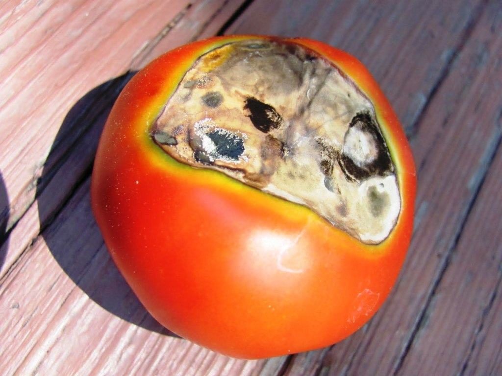 Серая гниль на помидорах