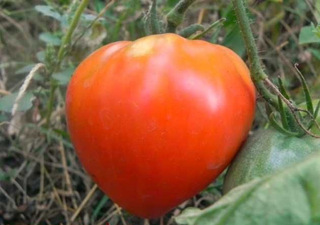 Сорт томатов Вельможа