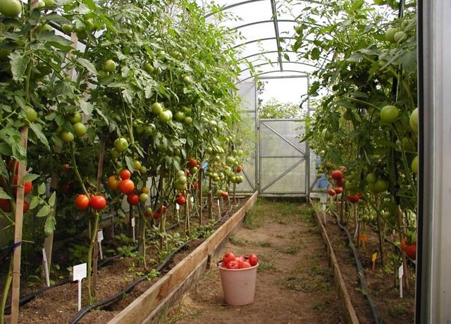 Урожай помидоров устойчивых к бурой пятнистости