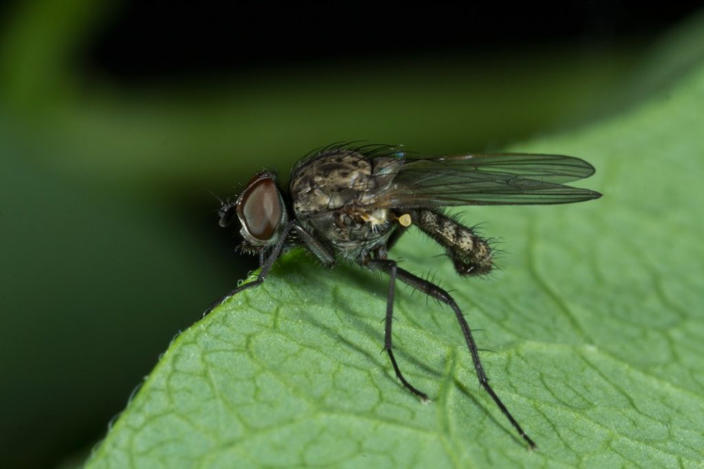 Вредитель кустов огурцов - ростковая муха