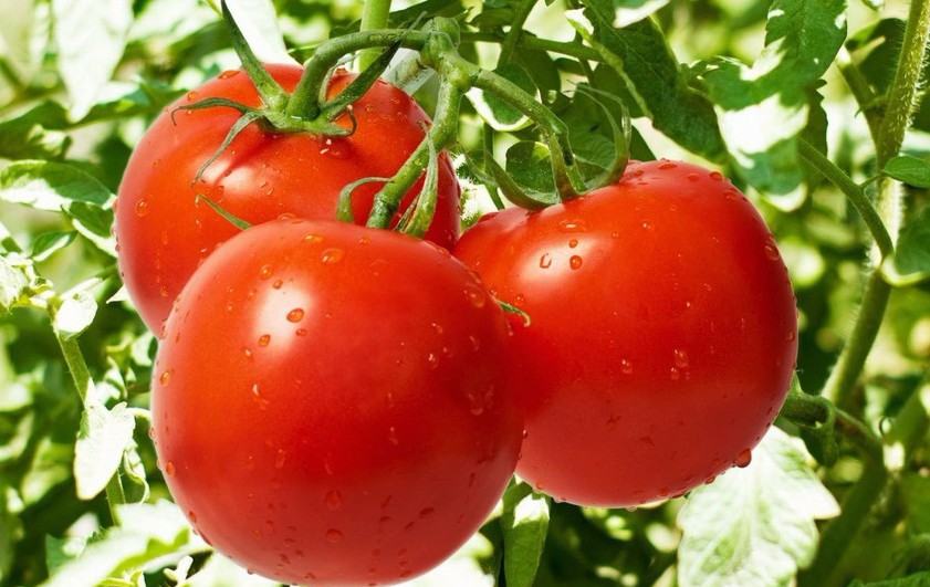 Слот F1 сорт томатов