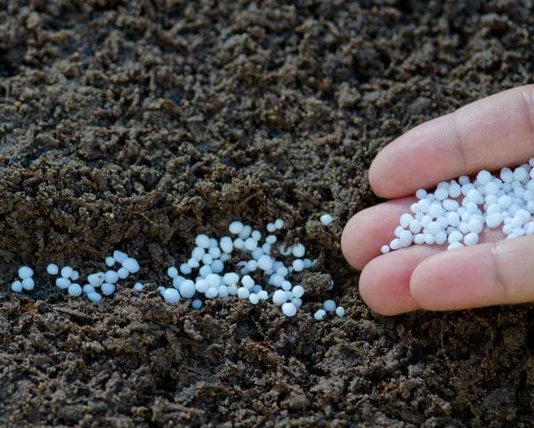 Hnojivo pro okurky: jak vybrat to správné