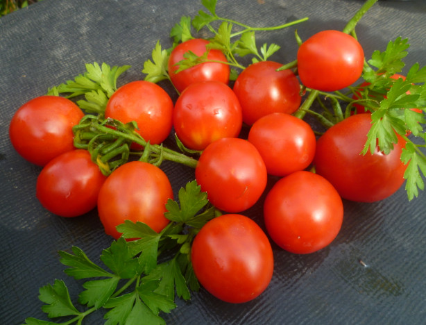 Урожай ранних томатов на столе
