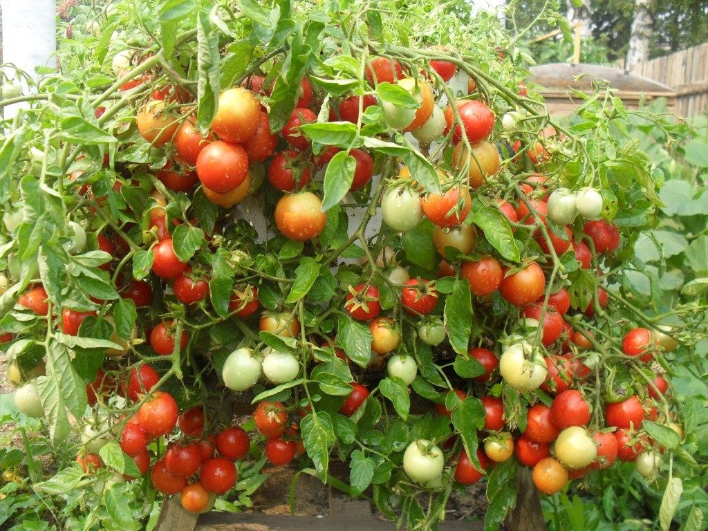 Ранние сорта сибирских томатов