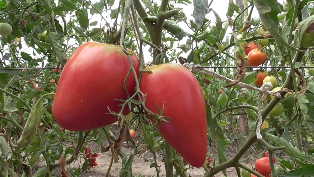 Коллекционный сорт томатов Чудо земли