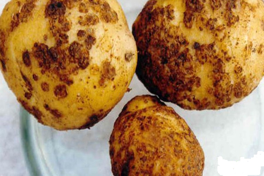 Заболевание нематода у картофеля