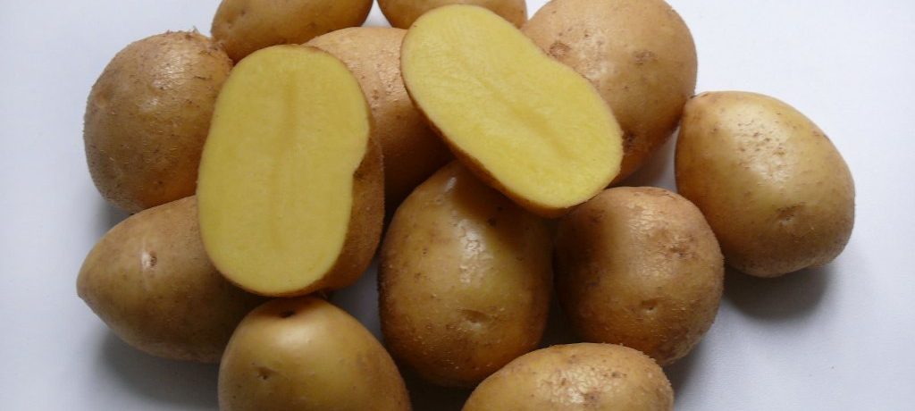 Картофель сорта Невский