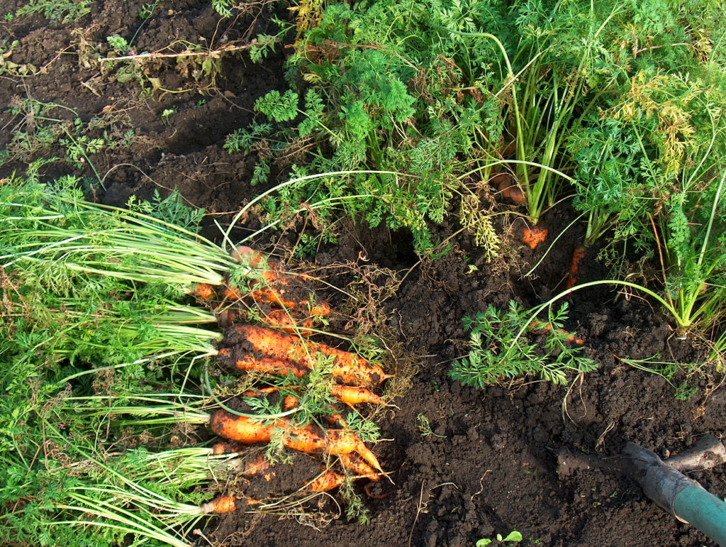 Урожай моркови на огороде