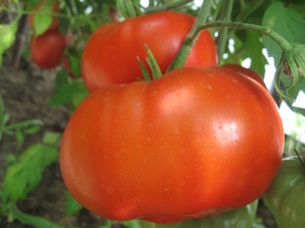 Сорт помидоров "Богема"