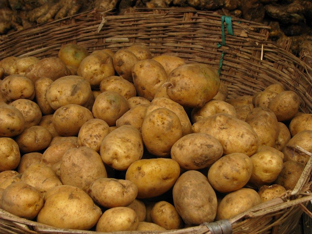 Урожай картофеля в корзине