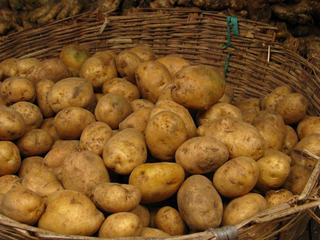 Разновидность картошки Адретта