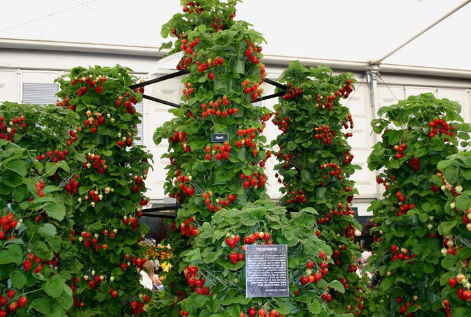 Вертикальное выращивание ягоды