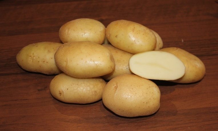 Картофель Вильня устойчив к парше