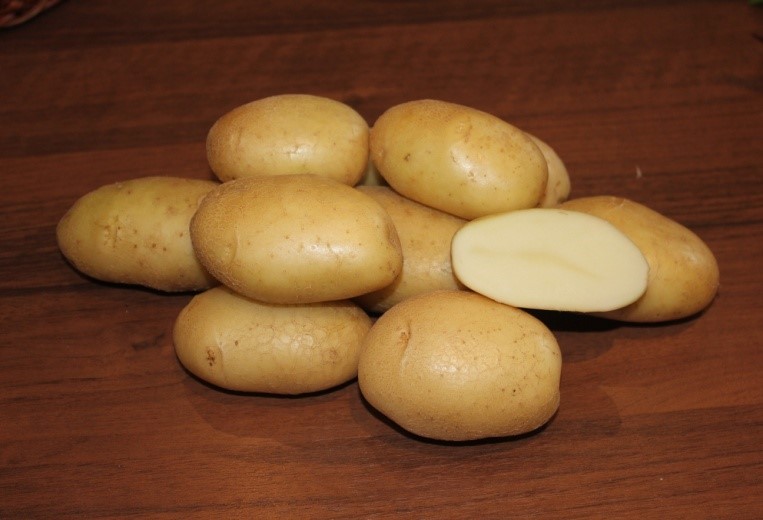 Картофель Вильня устойчив к парше