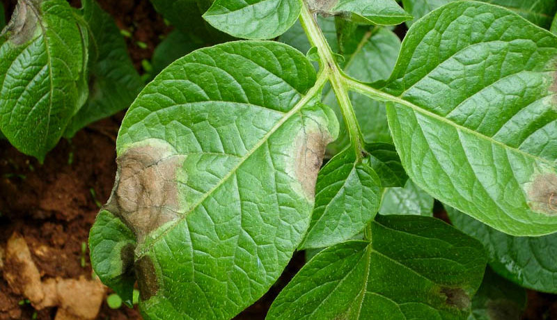 Фитофтороз на листьях картошки