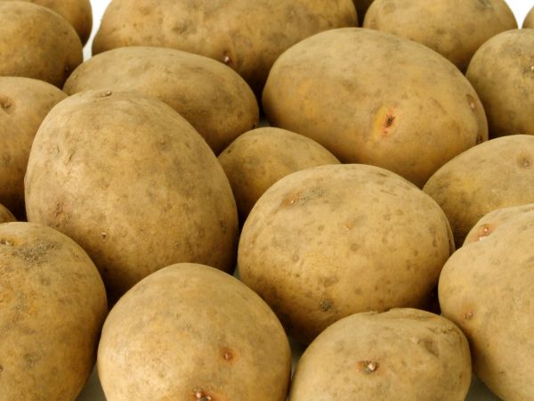 Семенной картофель из Беларуси - Скарб