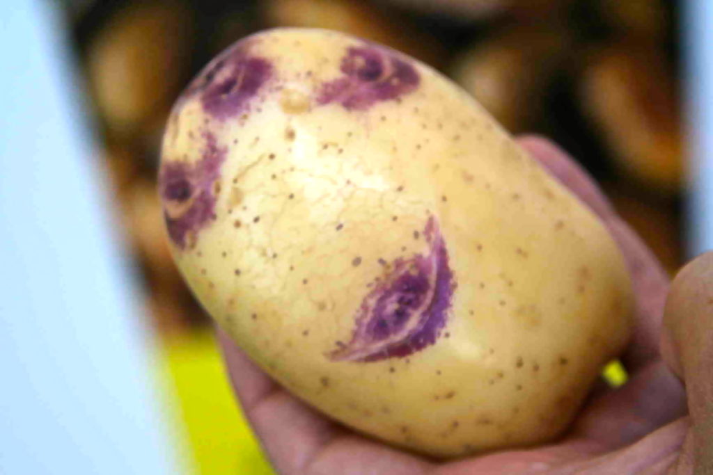 Плод картофеля сорта Синеглазка
