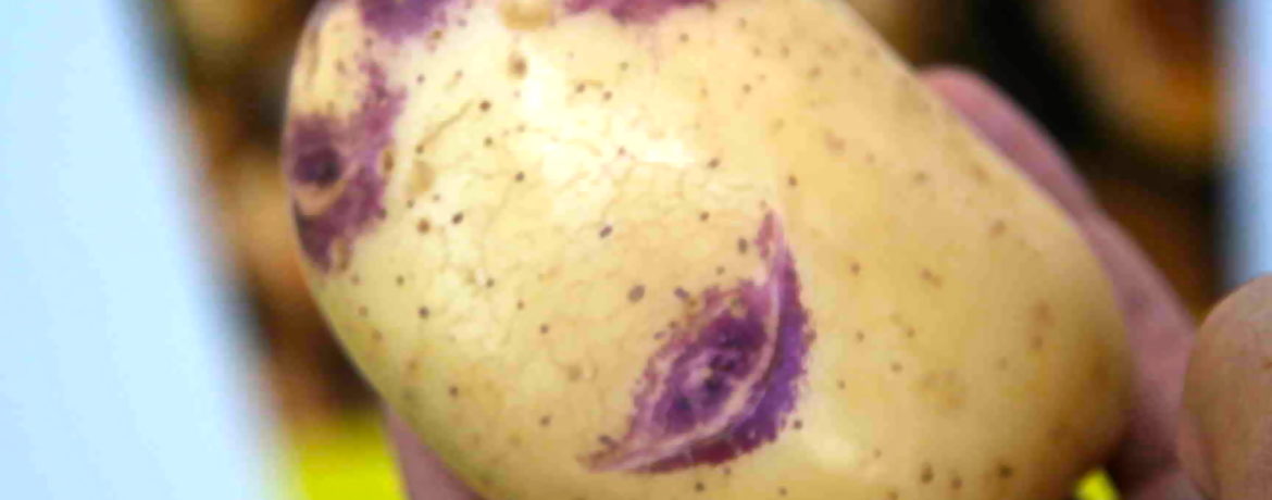 Плод картофель сорта Синеглазка