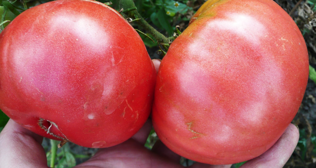 Плоды томата Розовый король в руках