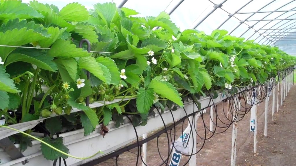 Выращивание ягод с помощью гидропоники