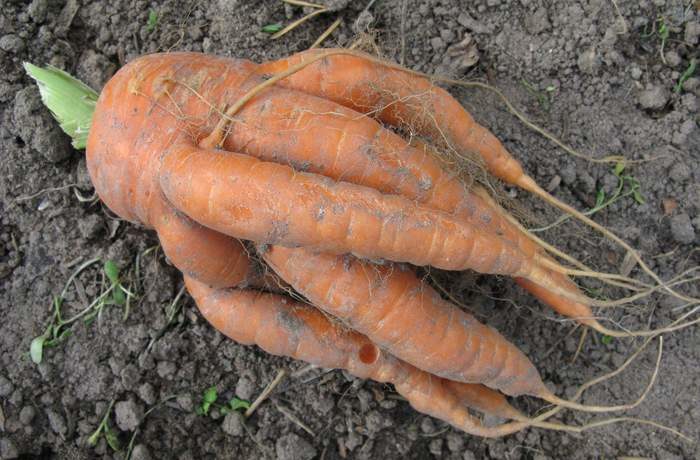 Рогатая и корявая морковь на огороде