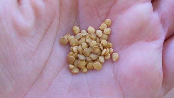 Как замочить семена баклажан перед посадкой: проверка на всхожесть .