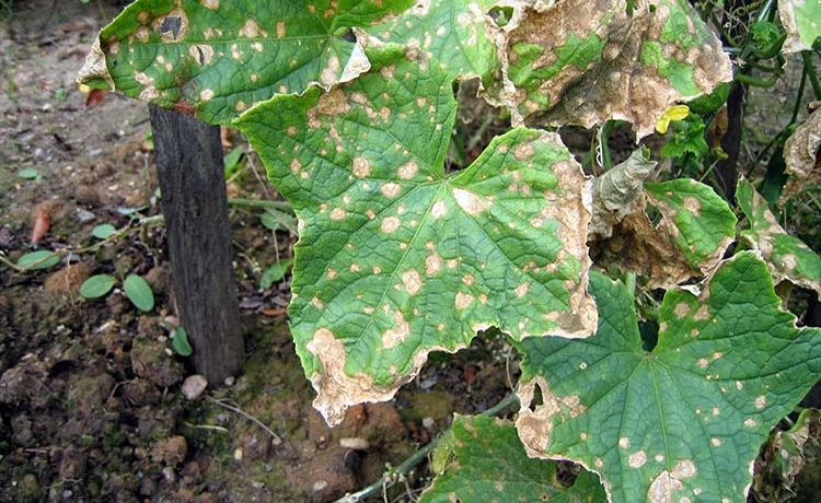 Болезнь огурцов (антракноз) проявляются пятнами на листьях